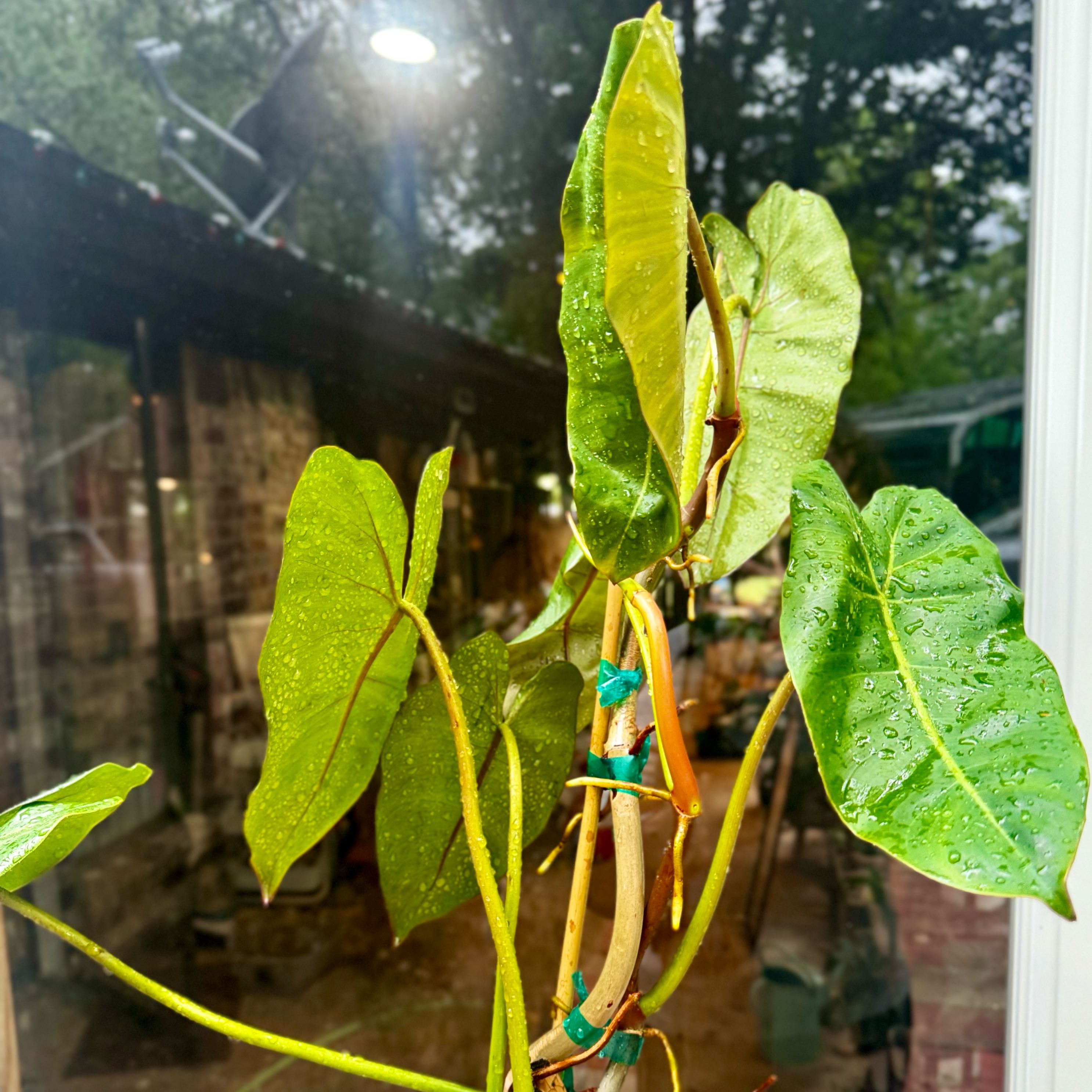 Photo of the plant species Philodendron scottmorianum by @Propa named Philodendron Scottmorianun on Greg, the plant care app