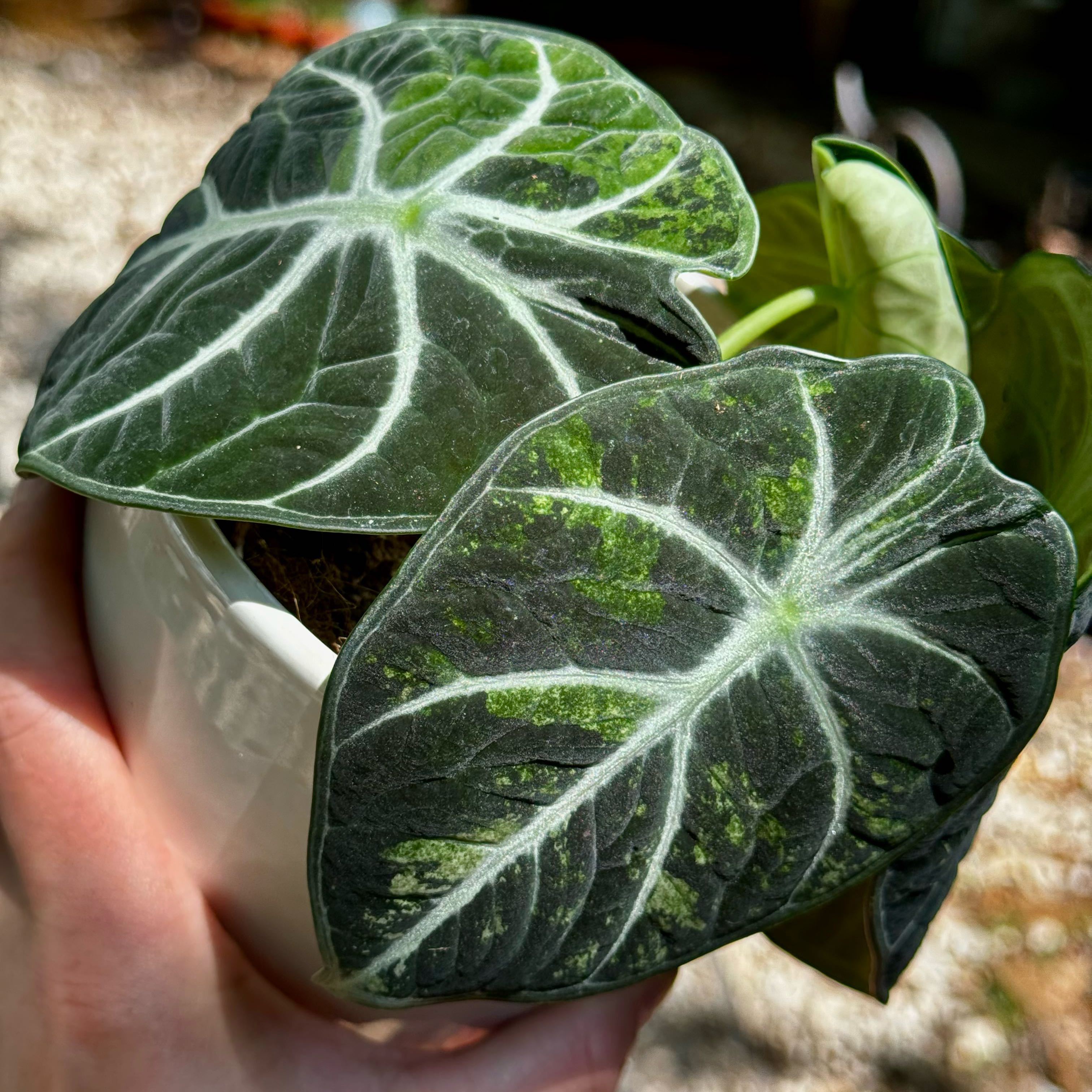 Photo of the plant species Alocasia Ninja Aurea by @Propa named Alocasia Ninja Aurea on Greg, the plant care app