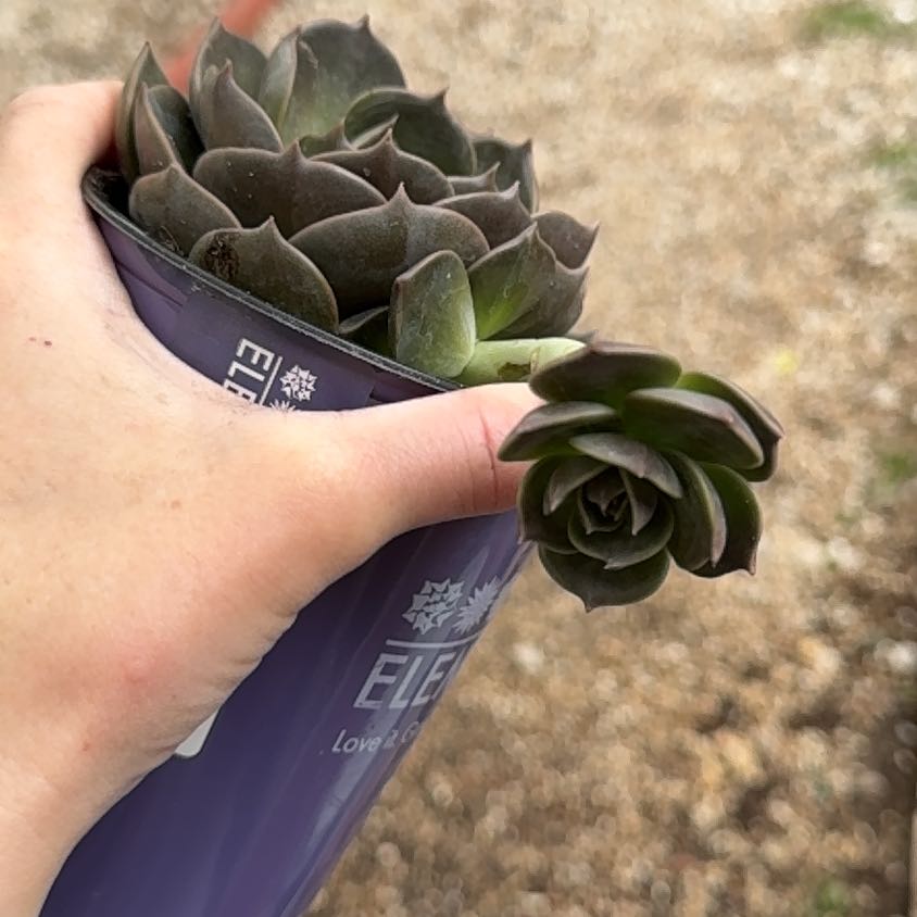 Photo of the plant species Echeveria 'Marrom Olive Brown' by @Propa named Echeveria ? on Greg, the plant care app