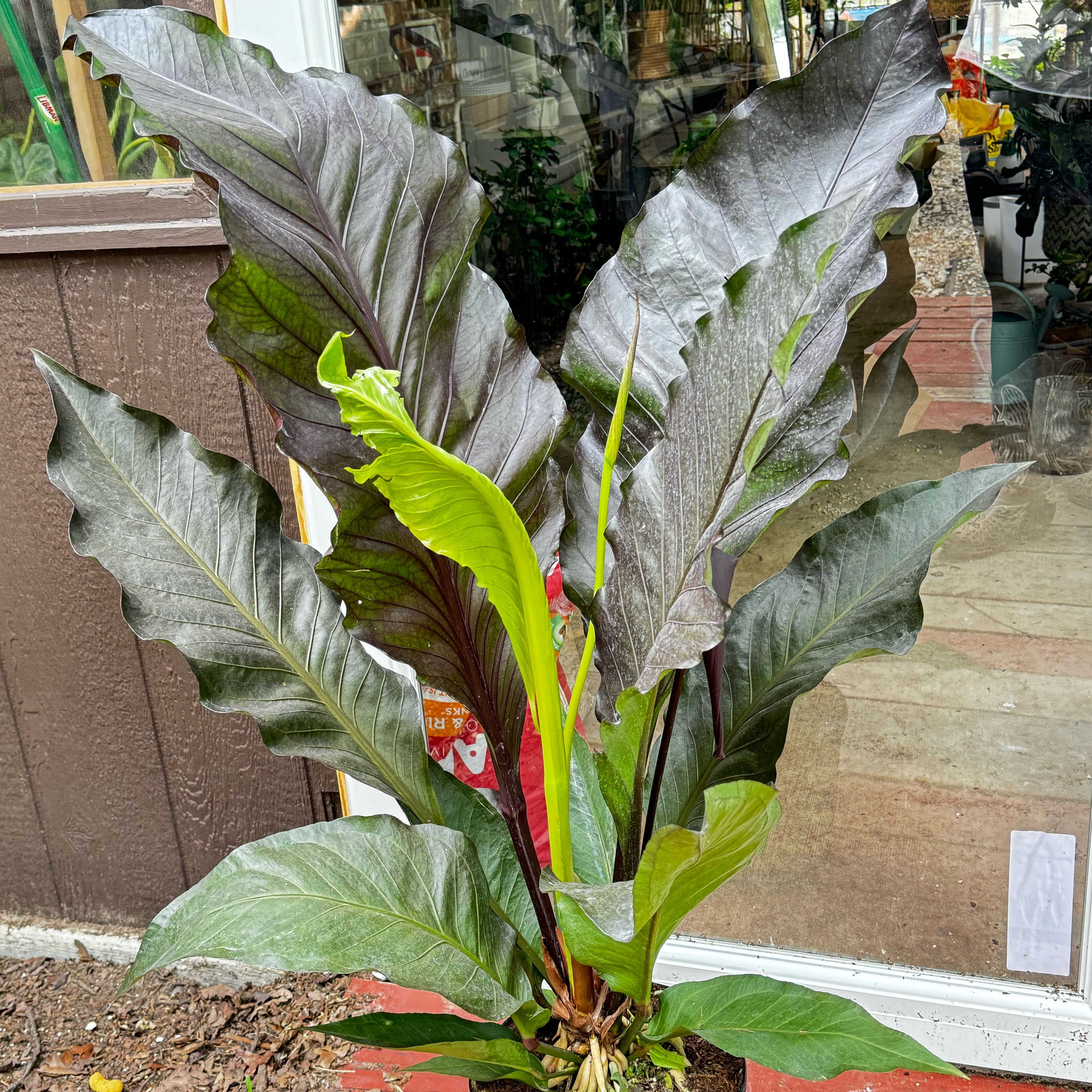 Photo of the plant species Anthurium Black Birds Nest by @Propa named Anthurium Black Birds Nest on Greg, the plant care app