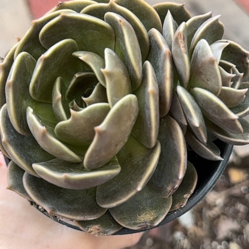 Photo of the plant species Echeveria Marron by @Propa named Echeveria Marron on Greg, the plant care app