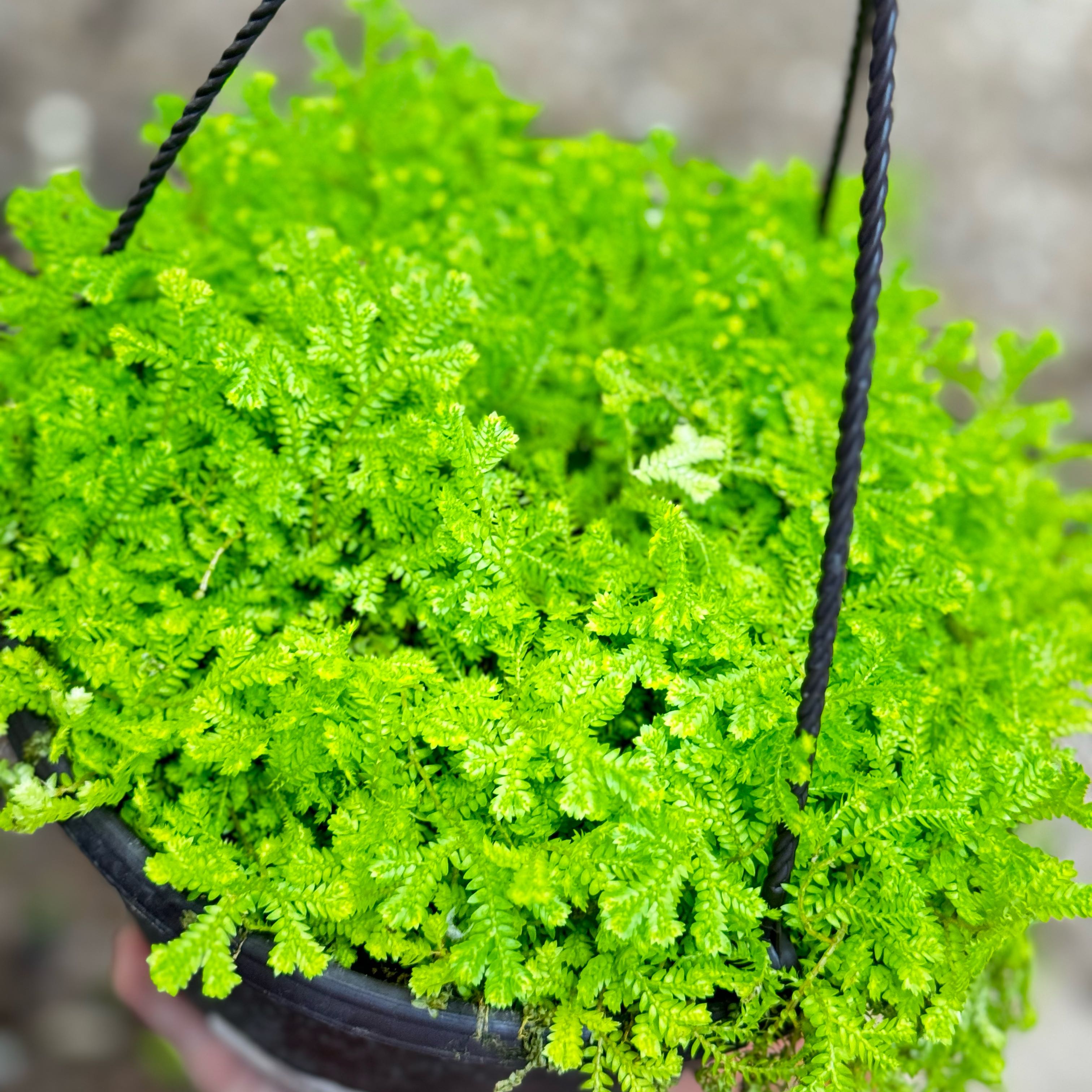Healthy Rainbow moss or Peacock fern in a hanging pot.