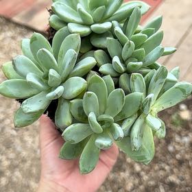Photo of the plant species Pachyphytum 'Blue Quartz' by @Propa named Pachyphytum Blue Quartz on Greg, the plant care app