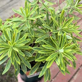 Photo of the plant species Martin's Spurge by @Propa named Euphorbia Ascot Rainbow on Greg, the plant care app