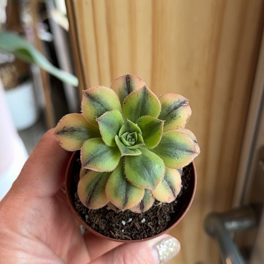 Aeonium 'Sunburst' succulent plant held by a hand, showing vibrant green and yellow variegated leaves.