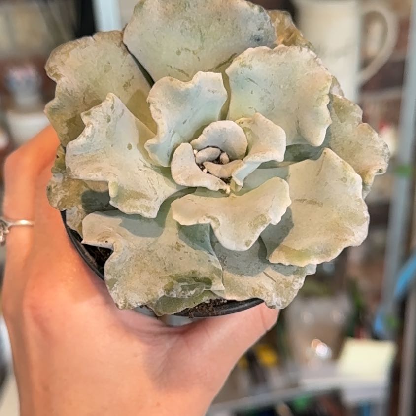 Photo of the plant species Echeveria Crispate Beauty by @Propa named Echeveria Crispate Beauty on Greg, the plant care app