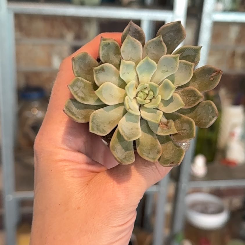 Photo of the plant species Echeveria texensis by @Propa named Echeveria Texensia on Greg, the plant care app