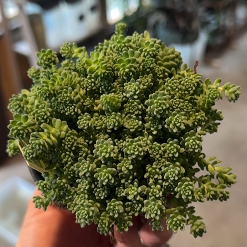 Photo of the plant species Blue Tears Sedum by @Propa named Sedum Dasyphllum Major on Greg, the plant care app