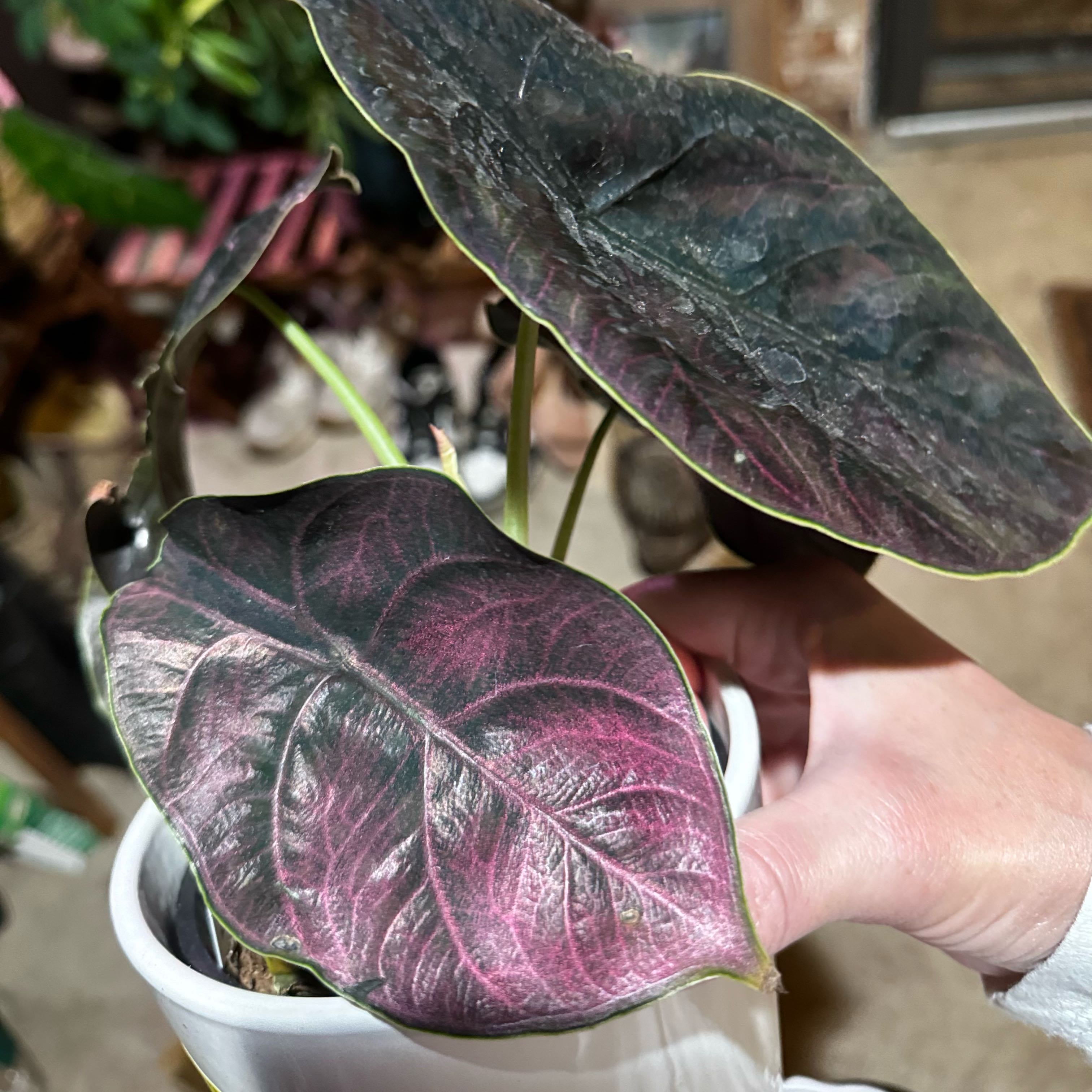 Red Mambo plant with dark green and reddish leaves held by a hand in a white pot.