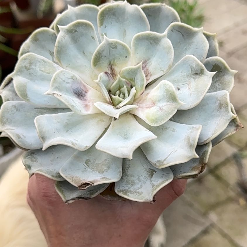Ghost Echeveria succulent held by a hand, with some leaf discoloration and browning.