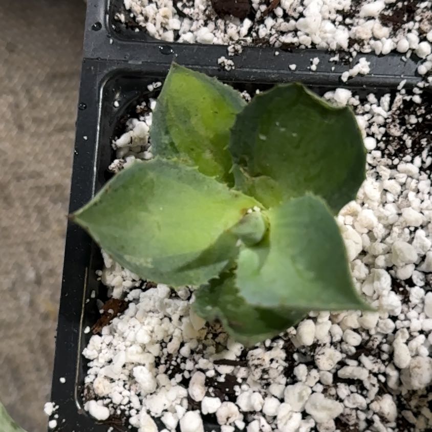 Photo of the plant species Agave isthmensis 'Rum Runner' by @Propa named Agave isthmensis Rum Runner Prop (for PS Shop) on Greg, the plant care app