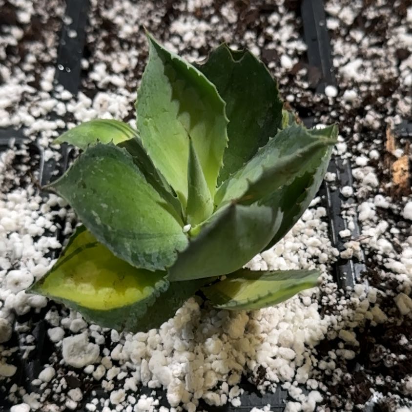 Photo of the plant species Agave isthmensis 'Rum Runner' by @Propa named Agave isthmensis Rum Runner Prop (for PS Shop) on Greg, the plant care app