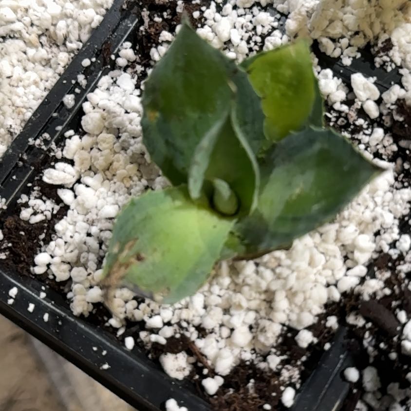 Photo of the plant species Agave isthmensis 'Rum Runner' by @Propa named Agave isthmensis Rum Runner Prop (for PS Shop) on Greg, the plant care app