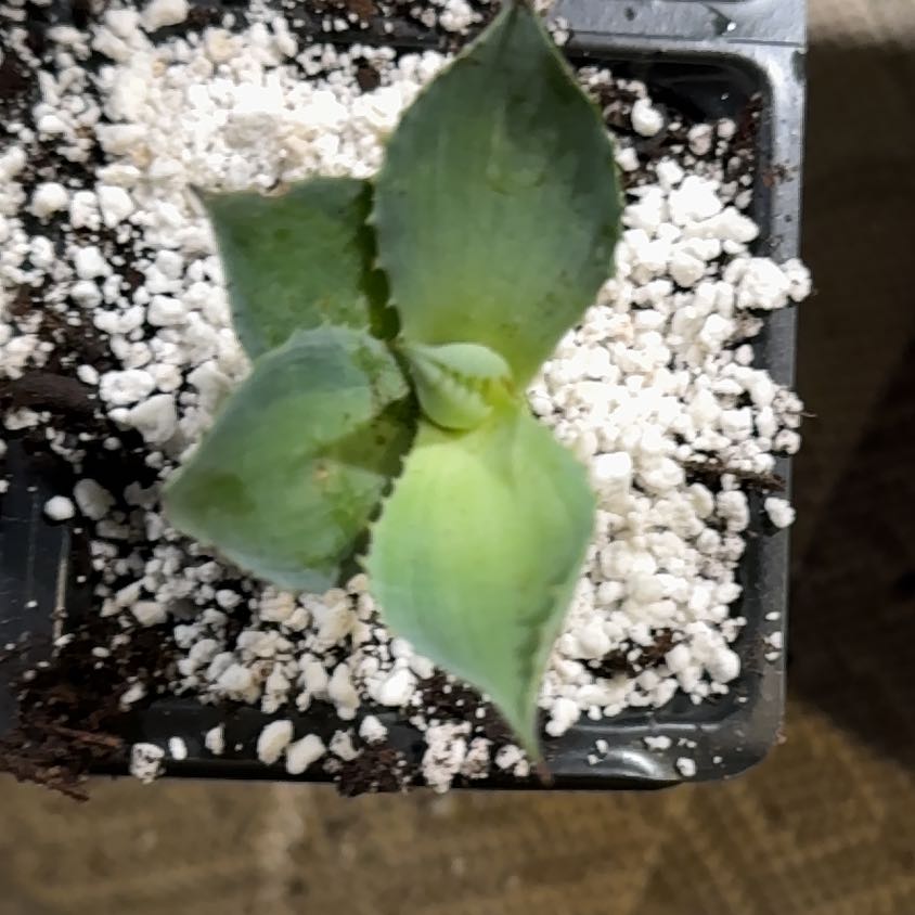 Photo of the plant species Agave isthmensis 'Rum Runner' by @Propa named Agave isthmensis Rum Runner Prop (for PS Shop) on Greg, the plant care app