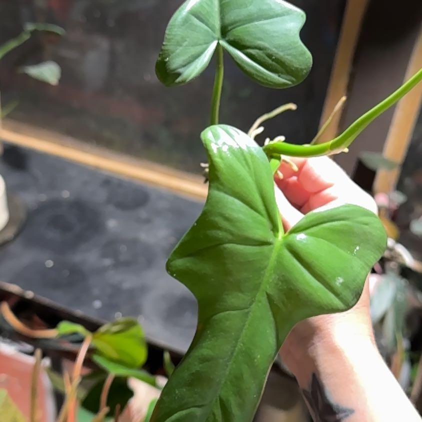 Photo of the plant species Philodendron bipennifolium 'Splash Gordon' by @Propa named Philodendron Splash Gordon Prop Top Cut on Greg, the plant care app