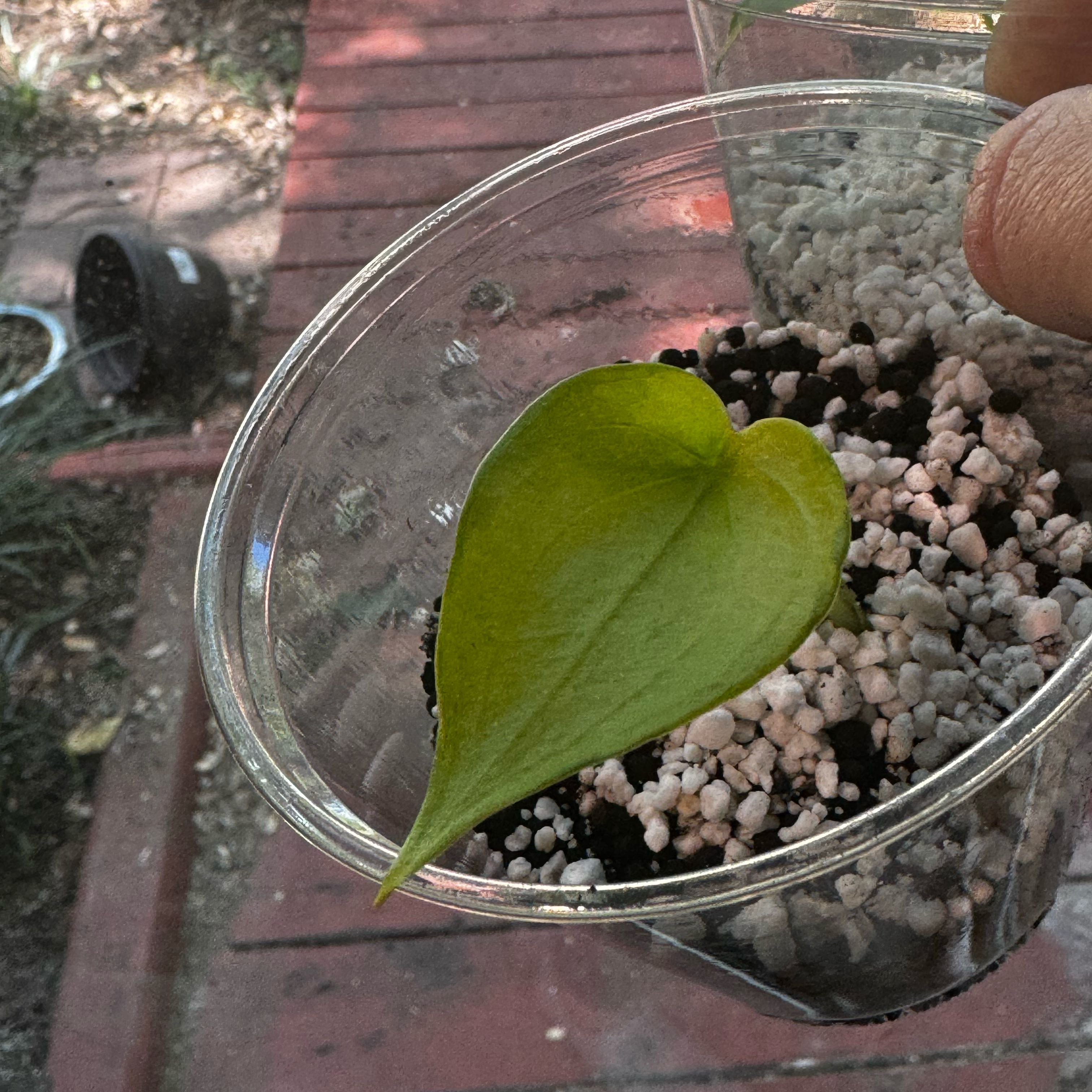 Photo of the plant species Yellow Tail Variegated Alocasia by @Propa named Alocasia Yellow Tail Variegated Prop on Greg, the plant care app