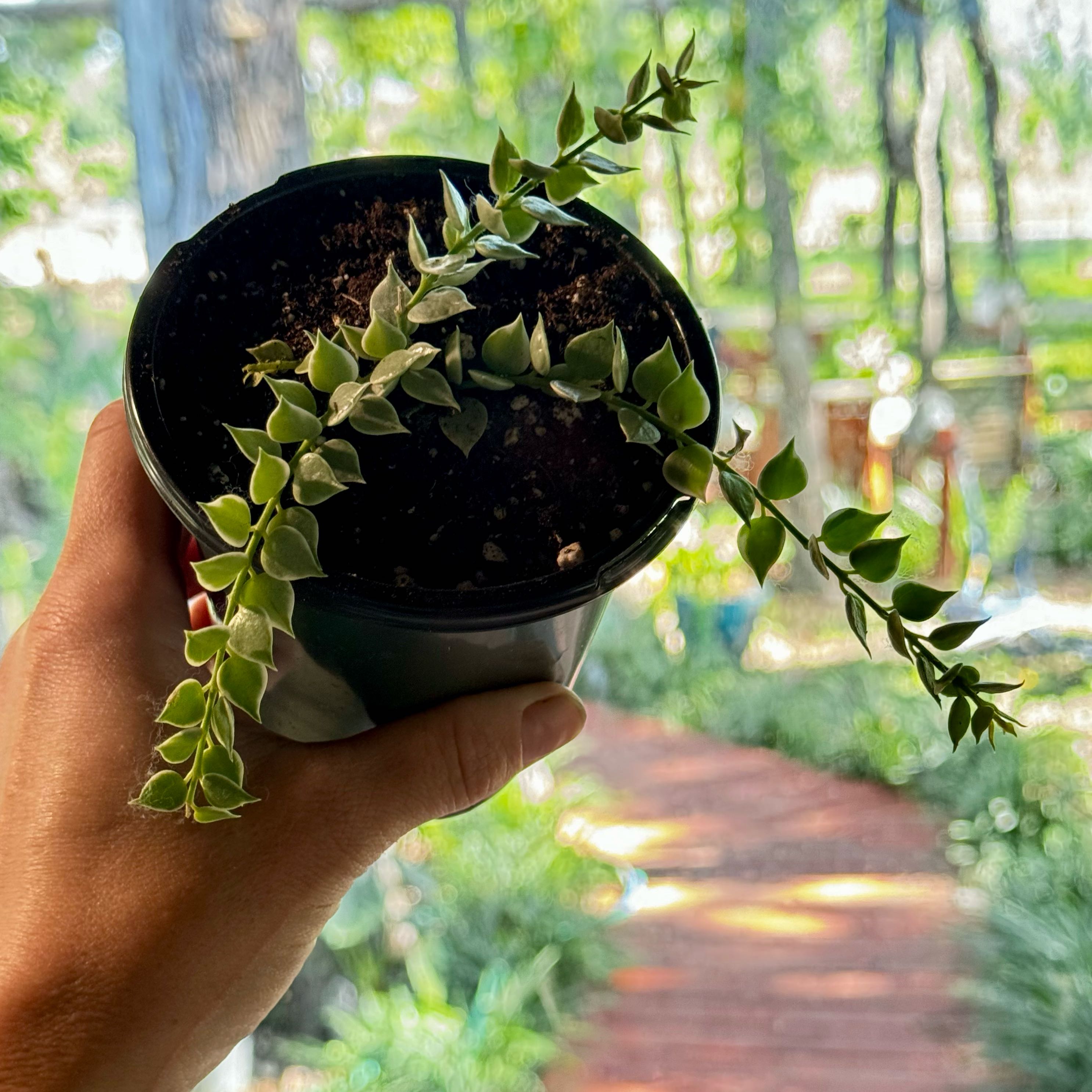 Million Hearts Dischidia plant in a pot, held by a hand, with a garden background.