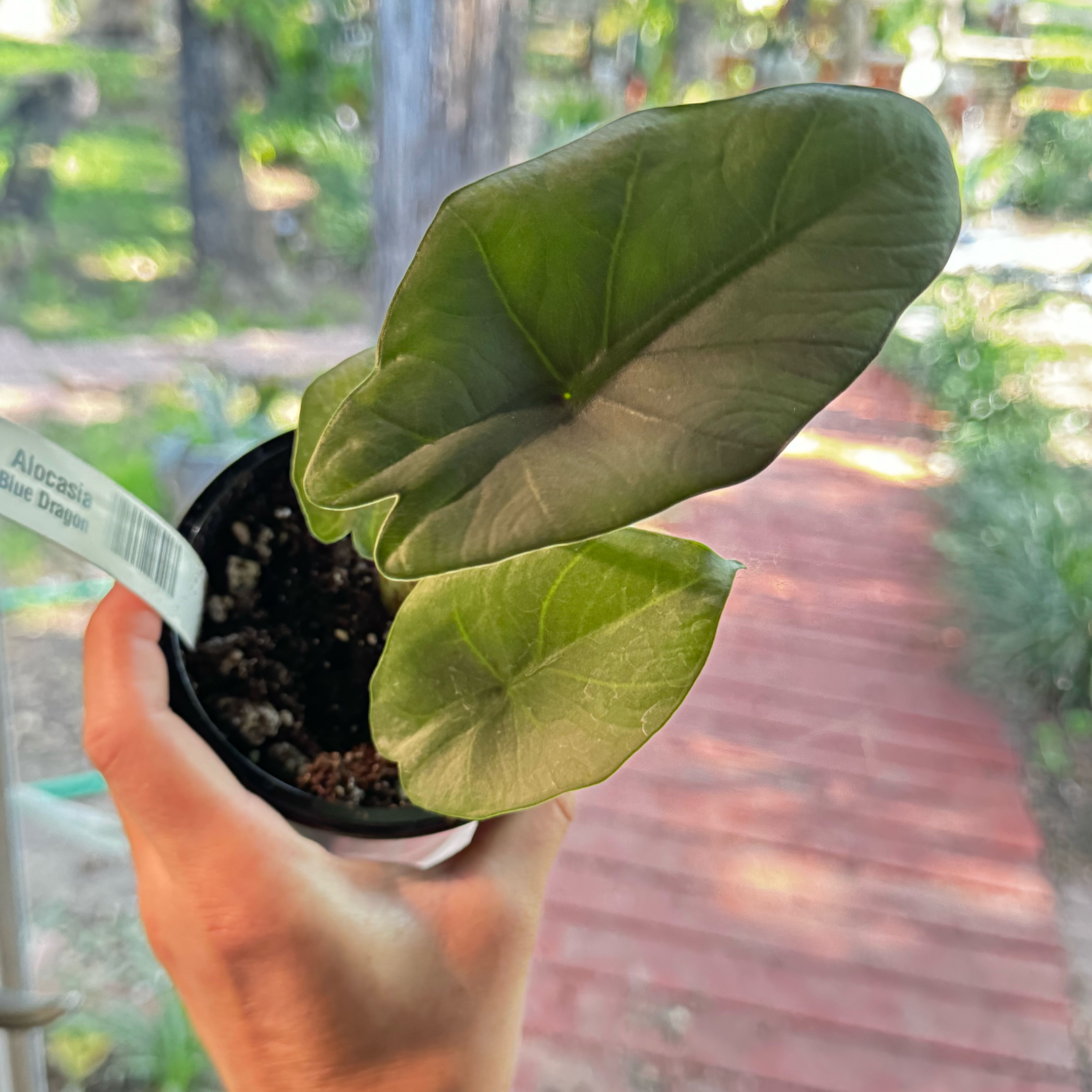 Photo of the plant species Alocasia Blue Dragon by @Propa named Alocasia Blue Dragon on Greg, the plant care app