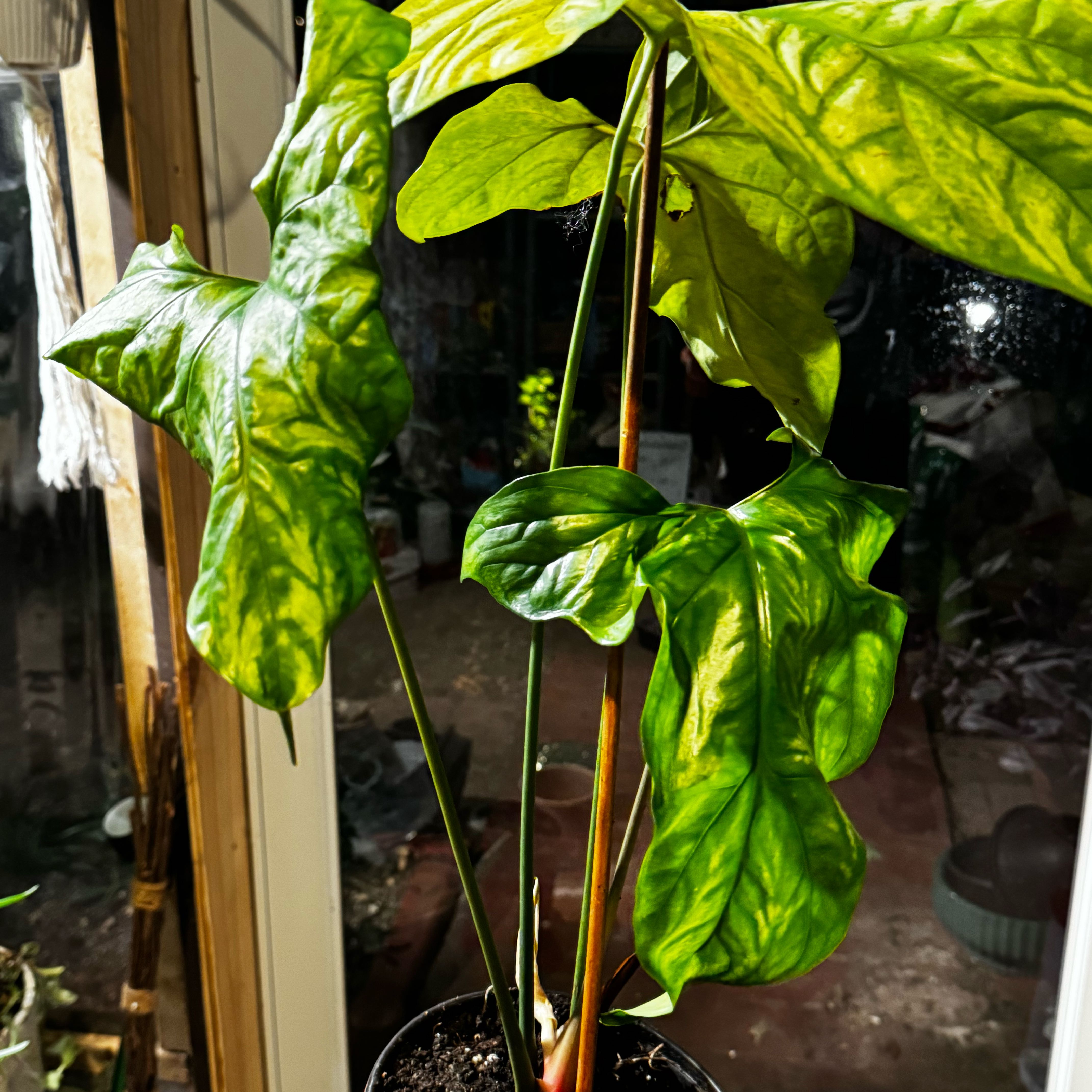 Photo of the plant species Mirabilis by @Propa named cercestis mirabilis on Greg, the plant care app