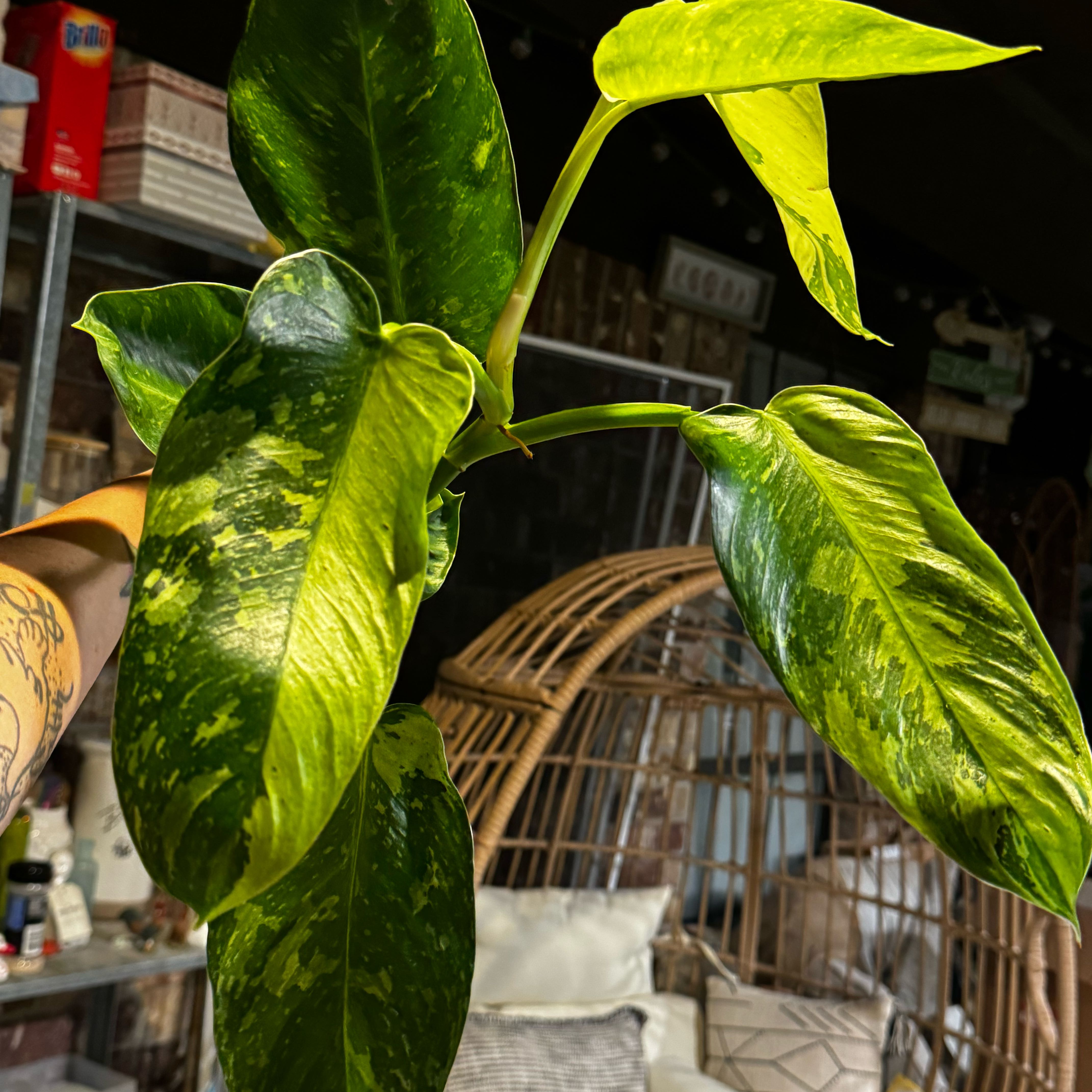 Philodendron 'Jose Buono' with variegated leaves, held by a hand, indoor background.