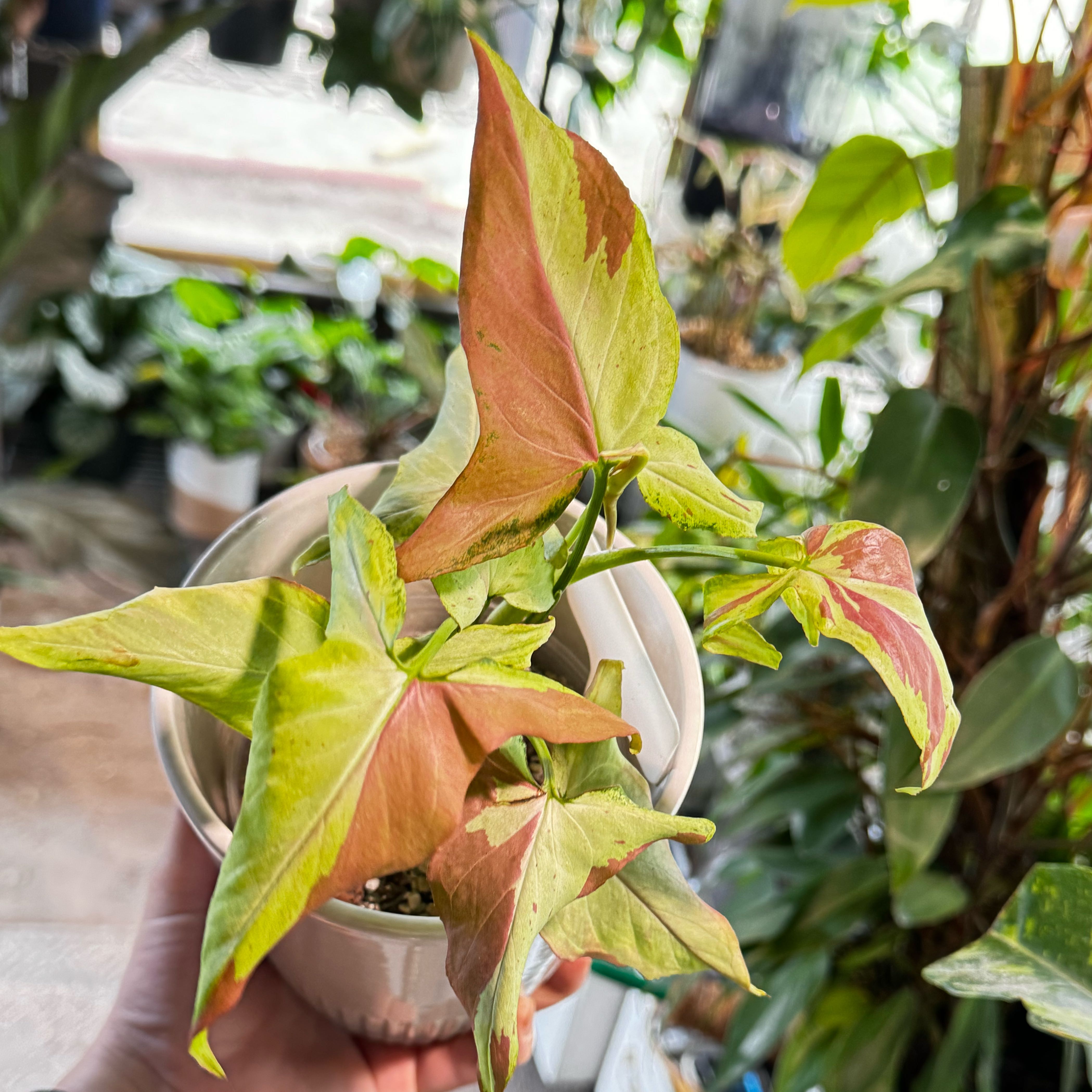 Photo of the plant species Syngonium Orm Nagpum by @Propa named Syngonium Orm Nagpum on Greg, the plant care app
