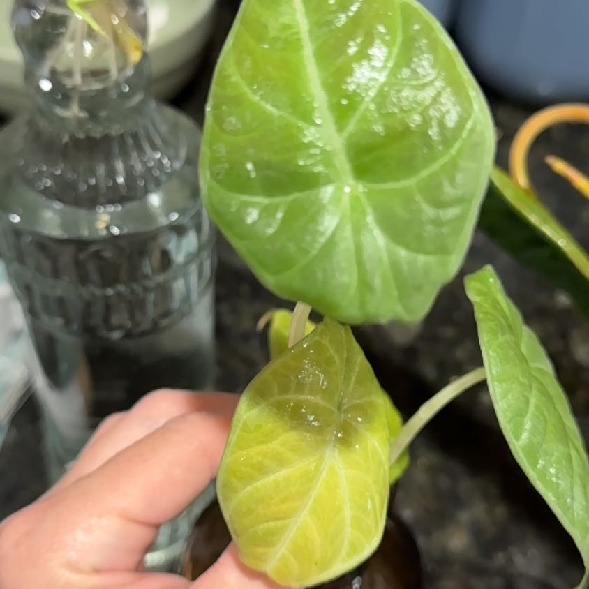 Photo of the plant species Dragon moon by @Propa named Alocasia Dragon Moon on Greg, the plant care app