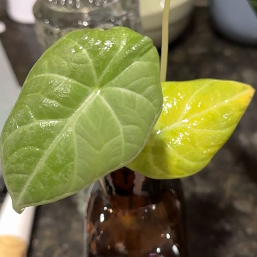 Photo of the plant species Dragon moon by @Propa named Alocasia Dragon Moon on Greg, the plant care app