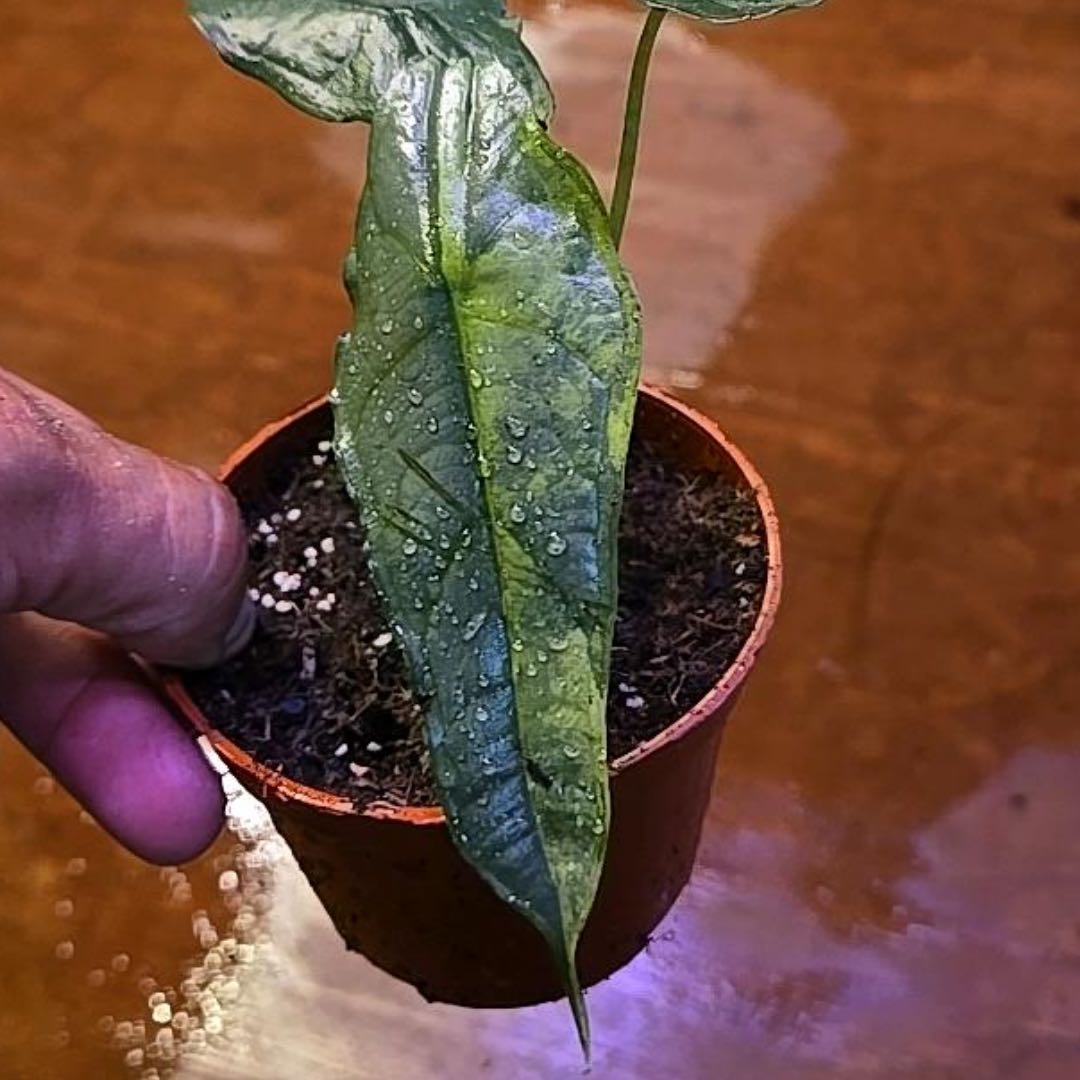 Photo of the plant species Alocasia Dragons Breath Variegata by @Propa named Alocasia Dragons Breath Variegated on Greg, the plant care app
