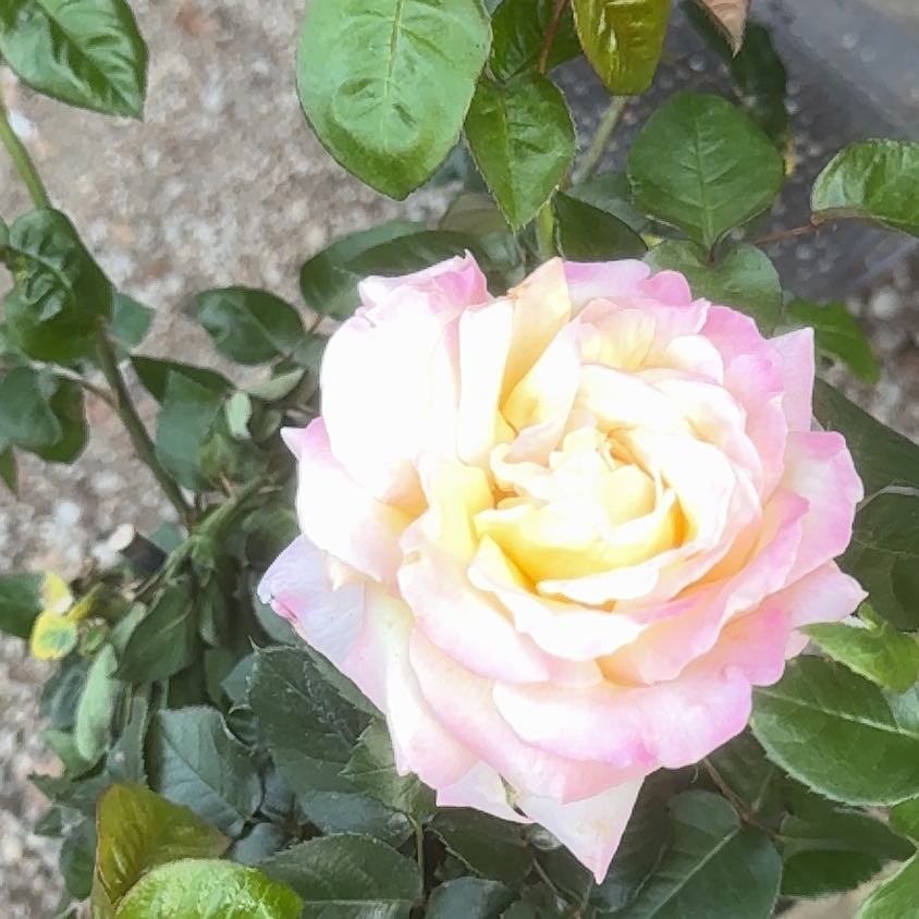 Photo of the plant species White Rose by @Propa named White Rose Pascali on Greg, the plant care app