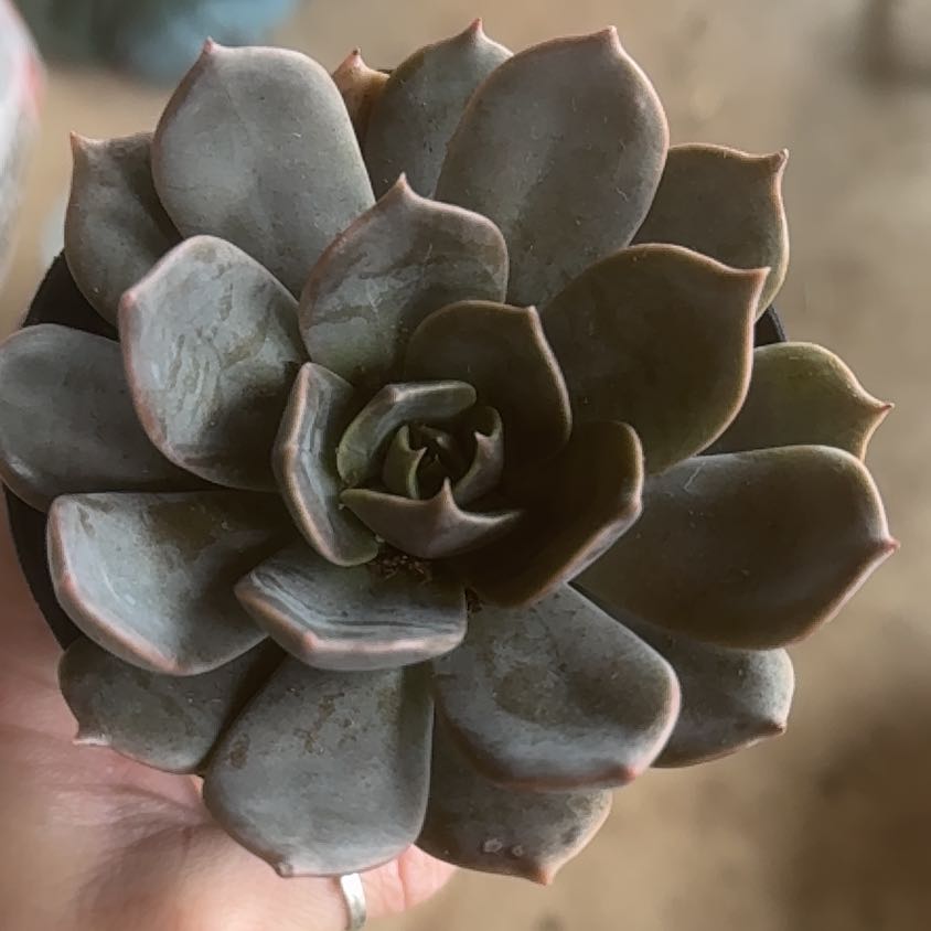 Photo of the plant species Echeveria 'Marrom Olive Brown' by @Propa named Echeveria Marrom Olive Brown on Greg, the plant care app