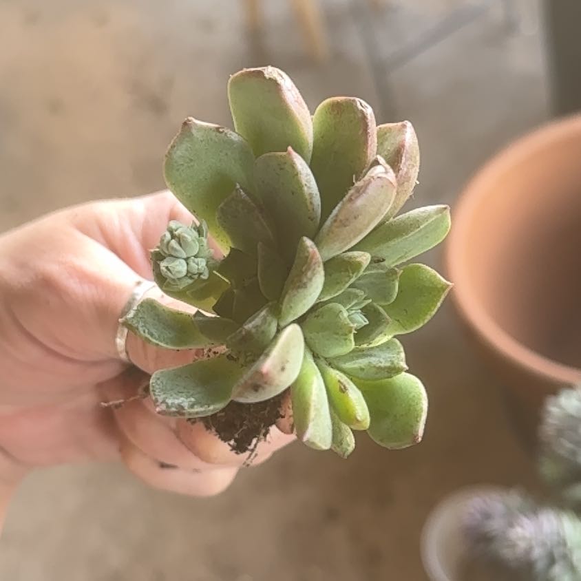 Photo of the plant species Crested Echeveria Elegans by @Propa named Echeveria Elegans Crested (?) on Greg, the plant care app