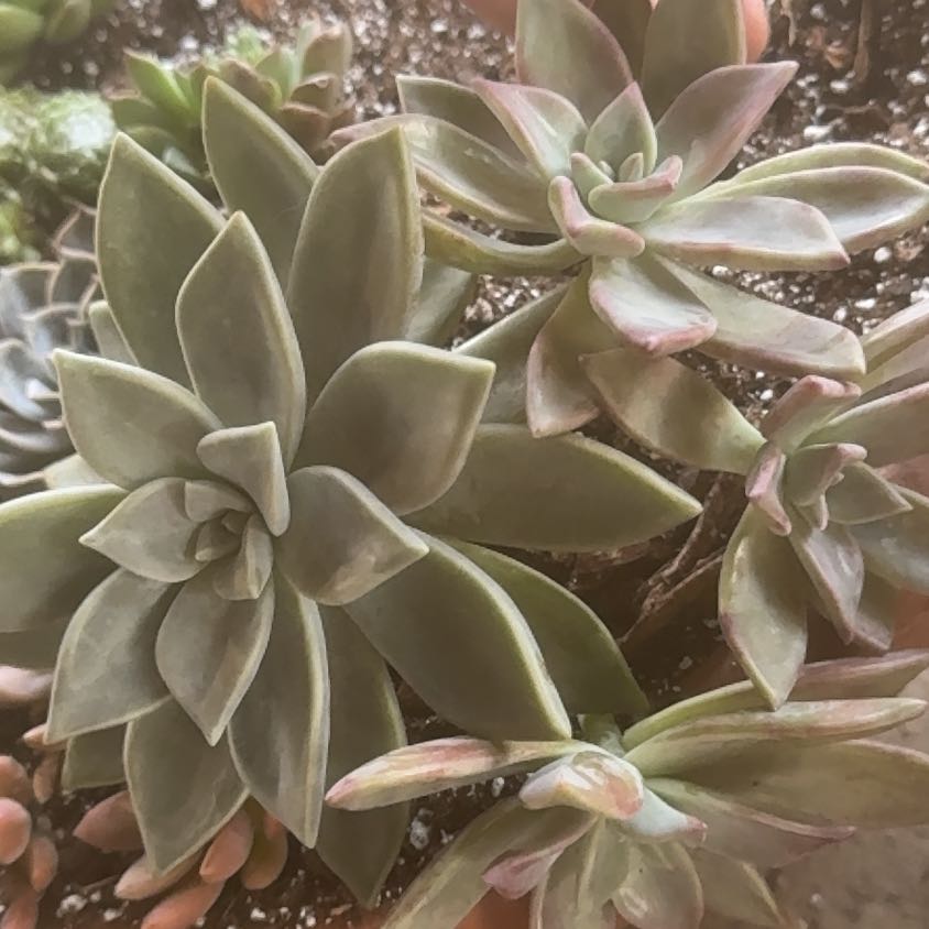 Photo of the plant species Graptopetalum paraguayense 'Peach' by @Propa named Graptopetalum Paraguayense Peach on Greg, the plant care app