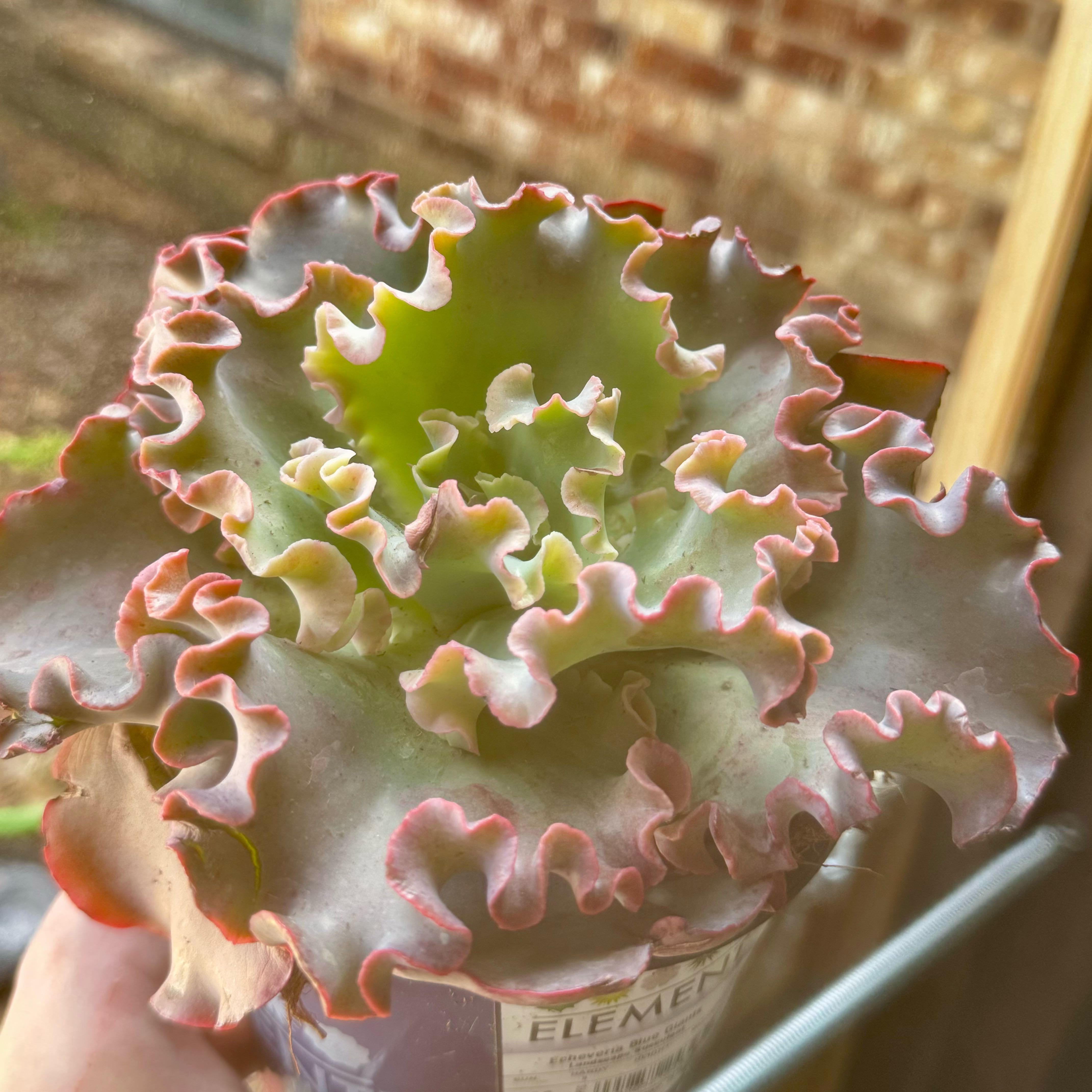 Photo of the plant species Echeveria 'Blue Giants' by @Propa named Echeveria Blue Giants on Greg, the plant care app