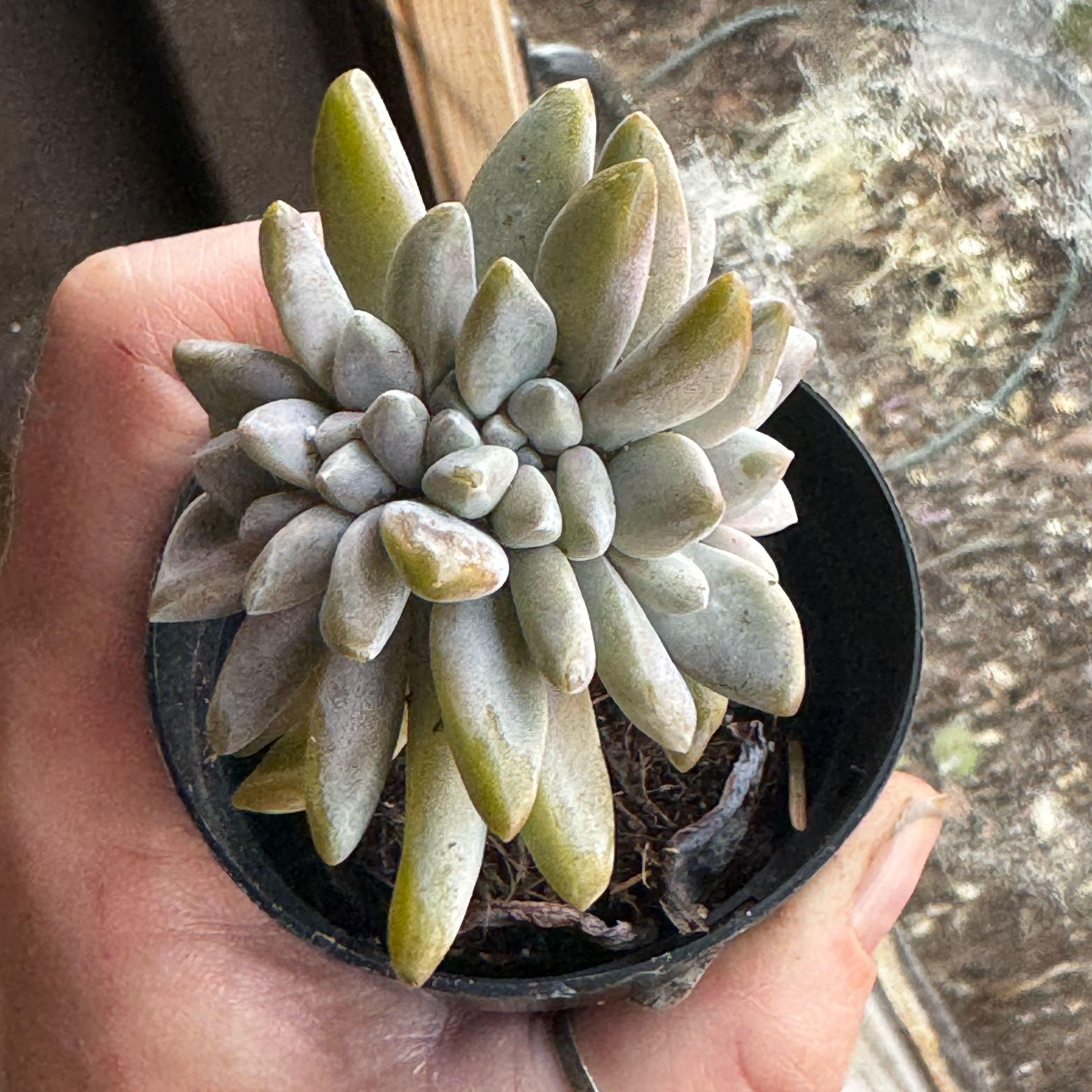Photo of the plant species Graptosedum Ghosty Crested by @Propa named Graptosedum ghosty crested on Greg, the plant care app