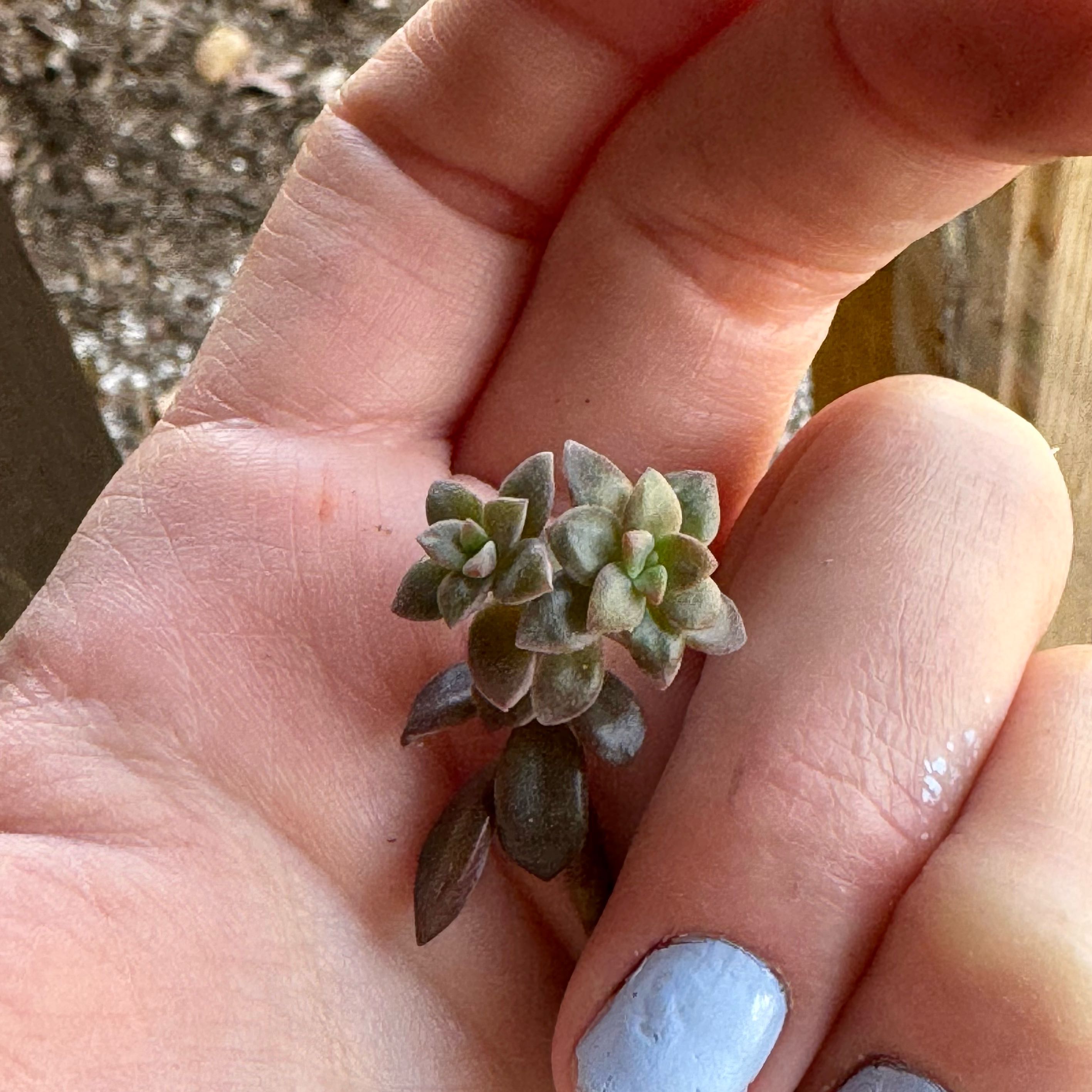Hand holding a healthy Graptosedum 'Bronze' succulent plant.