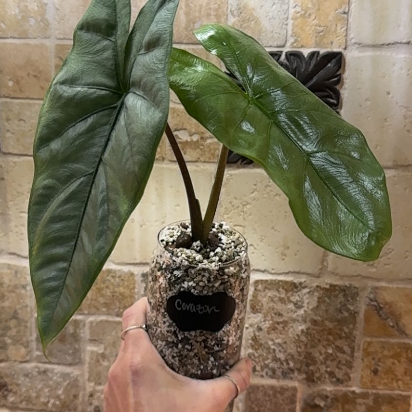 Photo of the plant species Alocasia Corazon by @Propa named Alocasia Corazon on Greg, the plant care app