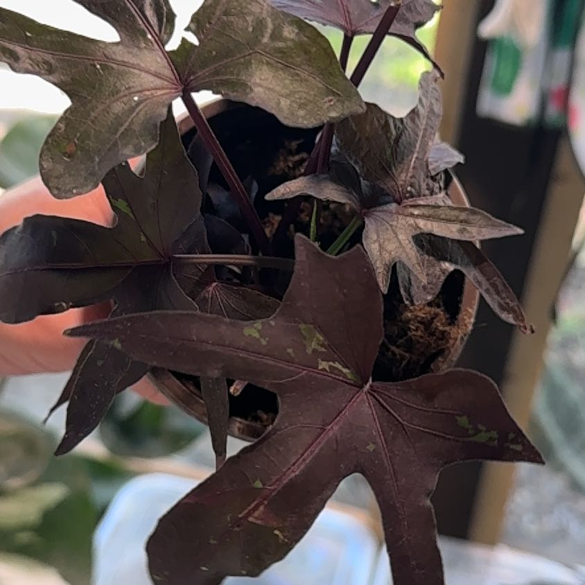 Photo of the plant species Black Sweet Potato Vine by @Propa named Sweet Potato Vine Black on Greg, the plant care app