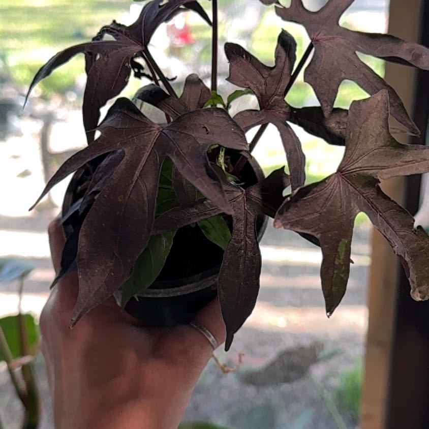 Photo of the plant species Black Sweet Potato Vine by @Propa named Sweet Potato Vine Black on Greg, the plant care app