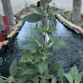 Photo of the plant species Butterfly Bush by @Propa named Butterfly Bush-Dwarf Blue on Greg, the plant care app