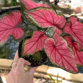 Photo of the plant species Puppy Love Caladium by @Propa named Caladium Puppy Love on Greg, the plant care app