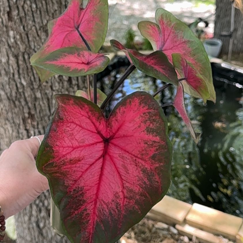 Photo of the plant species Caladium 'Postman Joyner' by @Propa named Caladium Postman Joyner on Greg, the plant care app