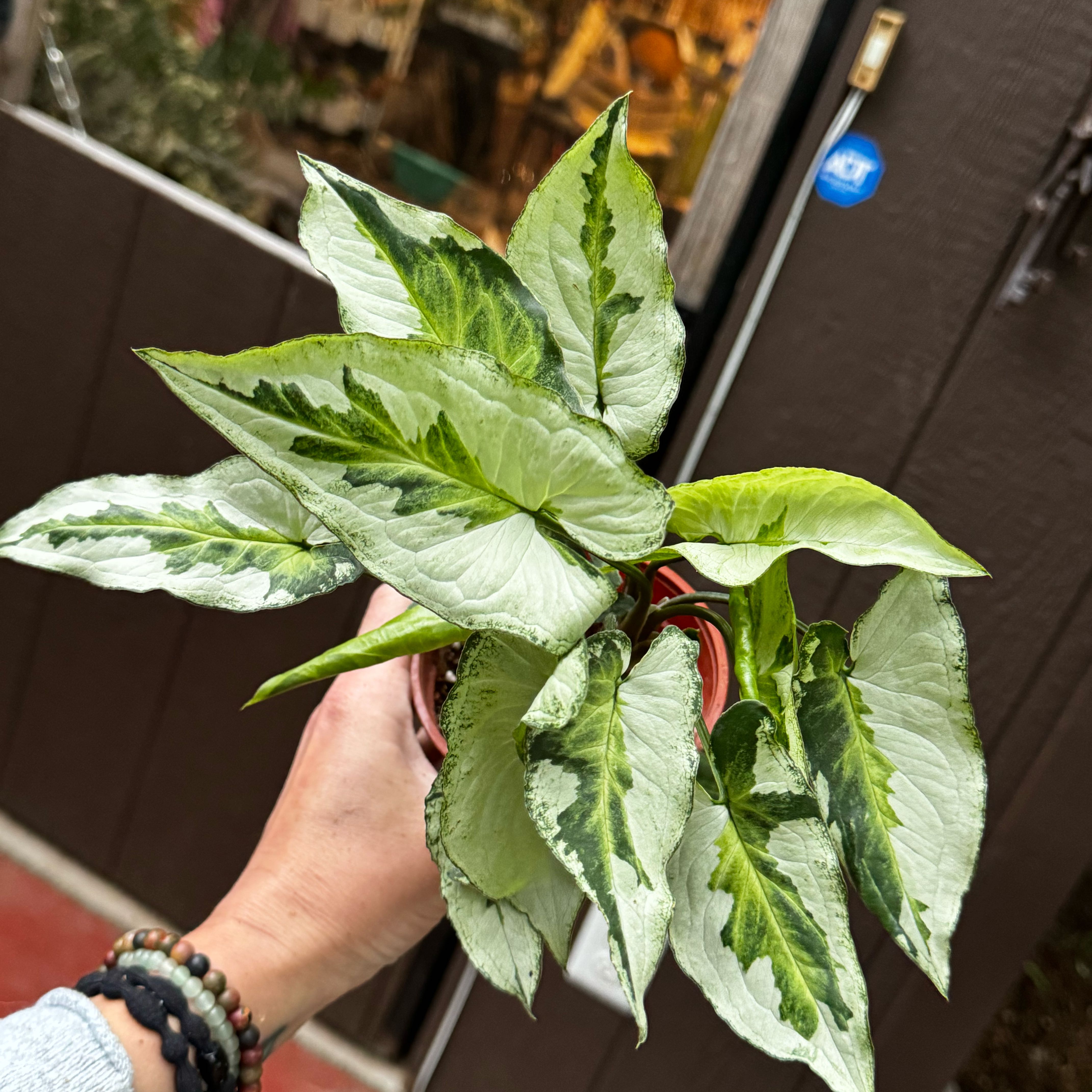 Three Kings Syngonium plant with variegated leaves being held by a hand.