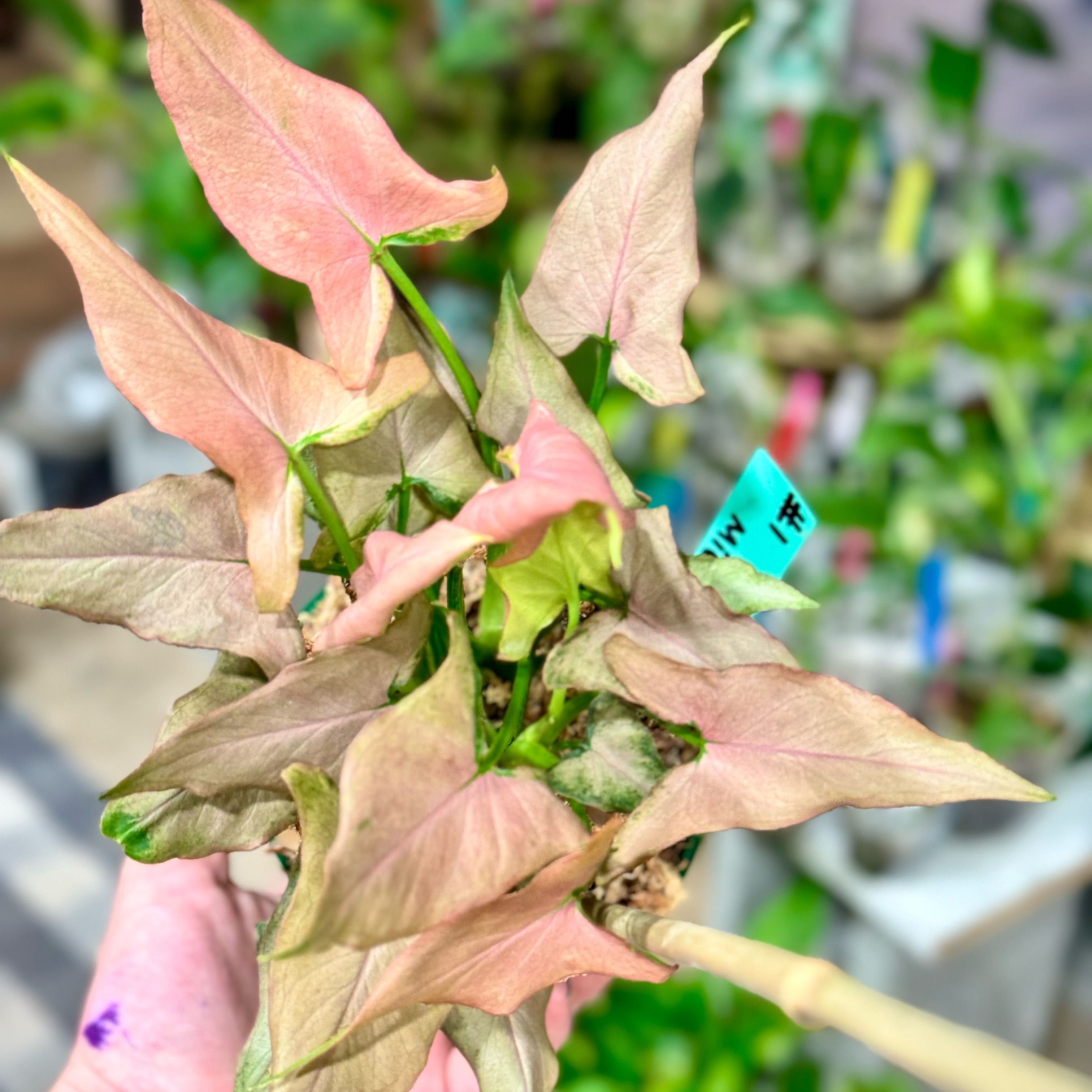 Photo of the plant species Syngonium podophyllum 'Mickey' by @Propa named Syngonium Mickey on Greg, the plant care app