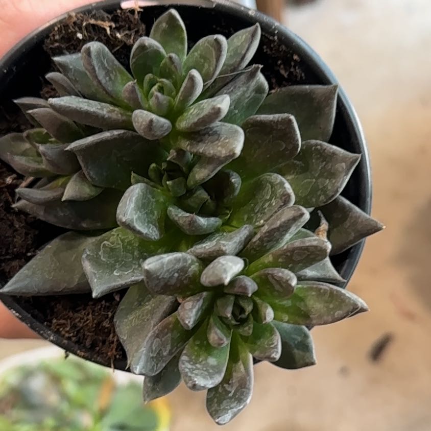 Photo of the plant species Echeveria by @Propa named Echeveria Affins on Greg, the plant care app