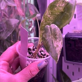 Photo of the plant species Alocasia longiloba variegated by @Propa named Alocasia Longiloba Albo on Greg, the plant care app