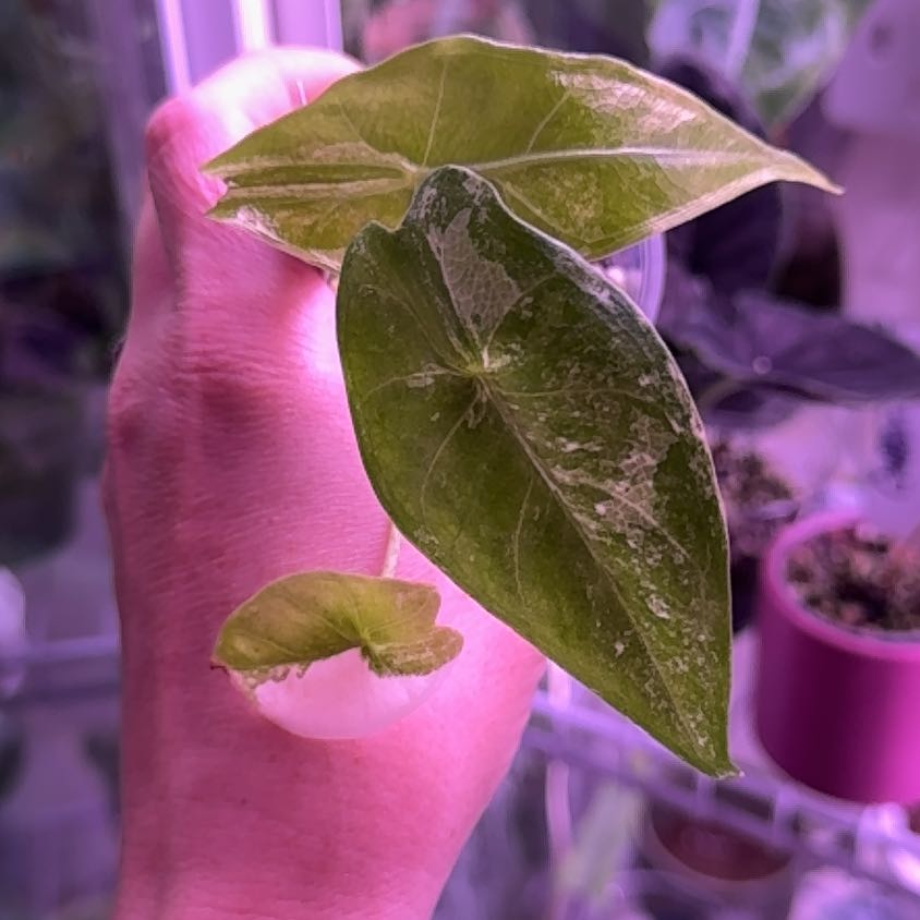 Photo of the plant species Alocasia longiloba variegated by @Propa named Alocasia Longiloba Albo on Greg, the plant care app