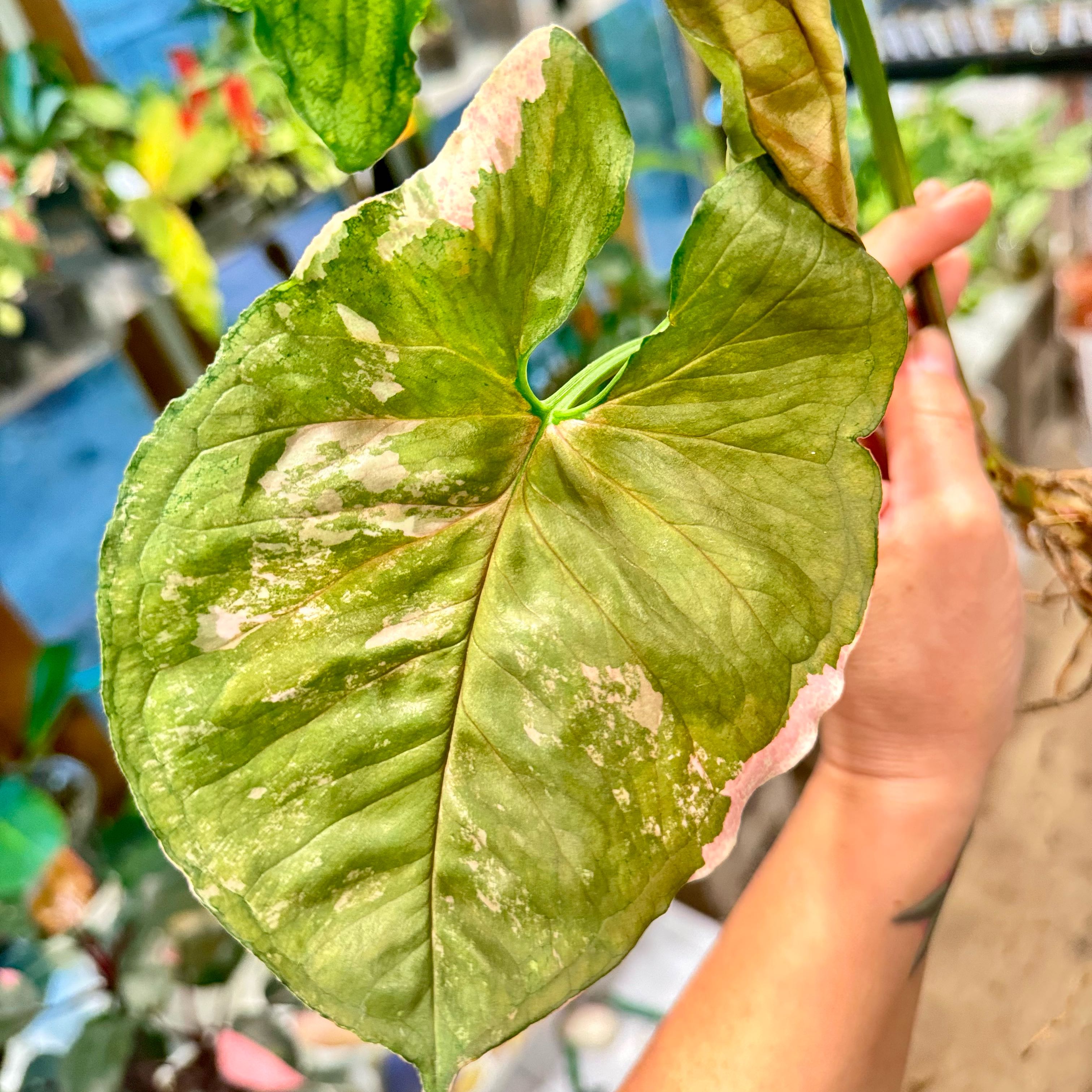 Photo of the plant species Strawberry Ice Galaxy Arrowhead Plant by @Propa named Syngonium Strawberry Ice Galaxy on Greg, the plant care app