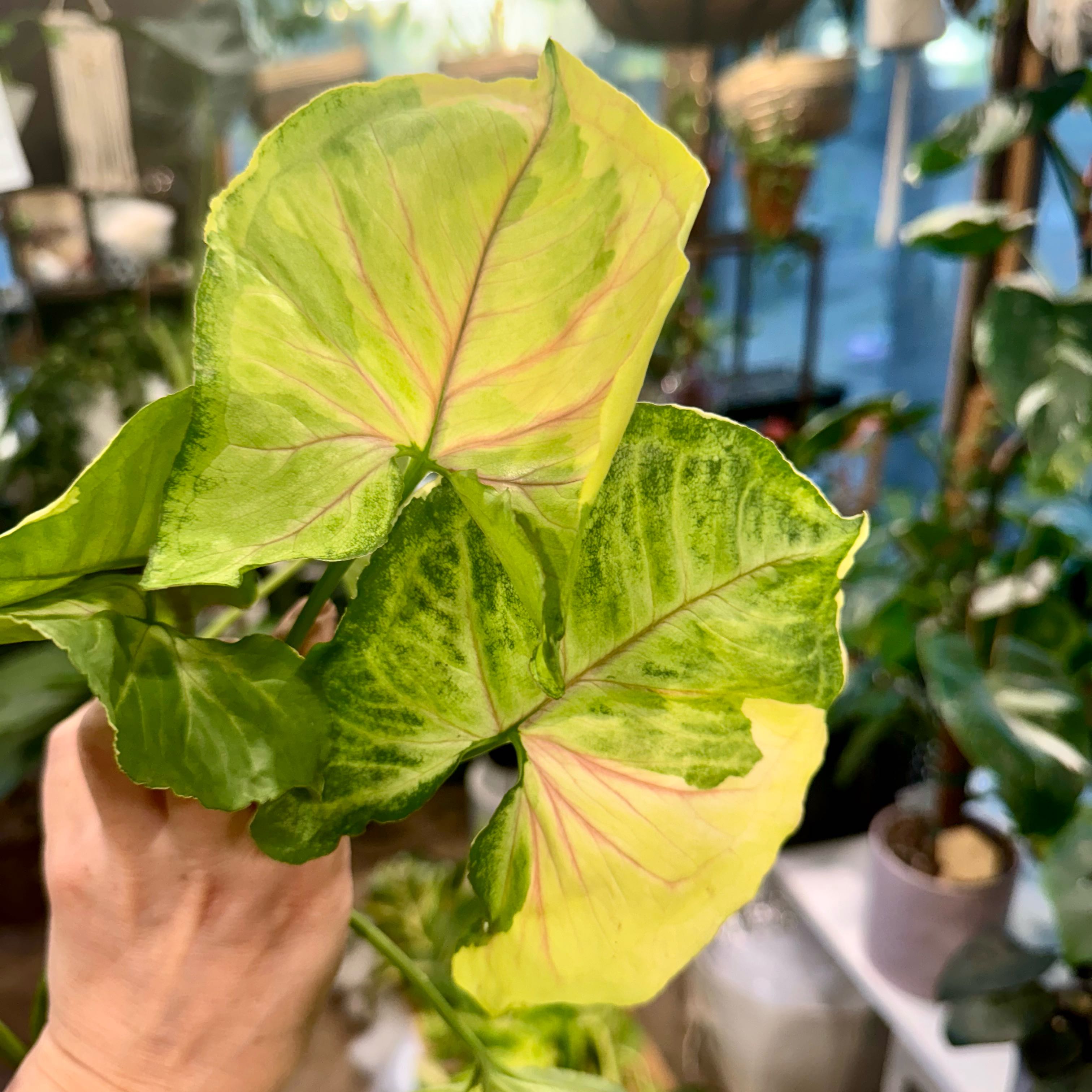 Photo of the plant species Syngonium Mango Allusion Variegated by @Propa named Syngonium Mango Allusion Variegated on Greg, the plant care app