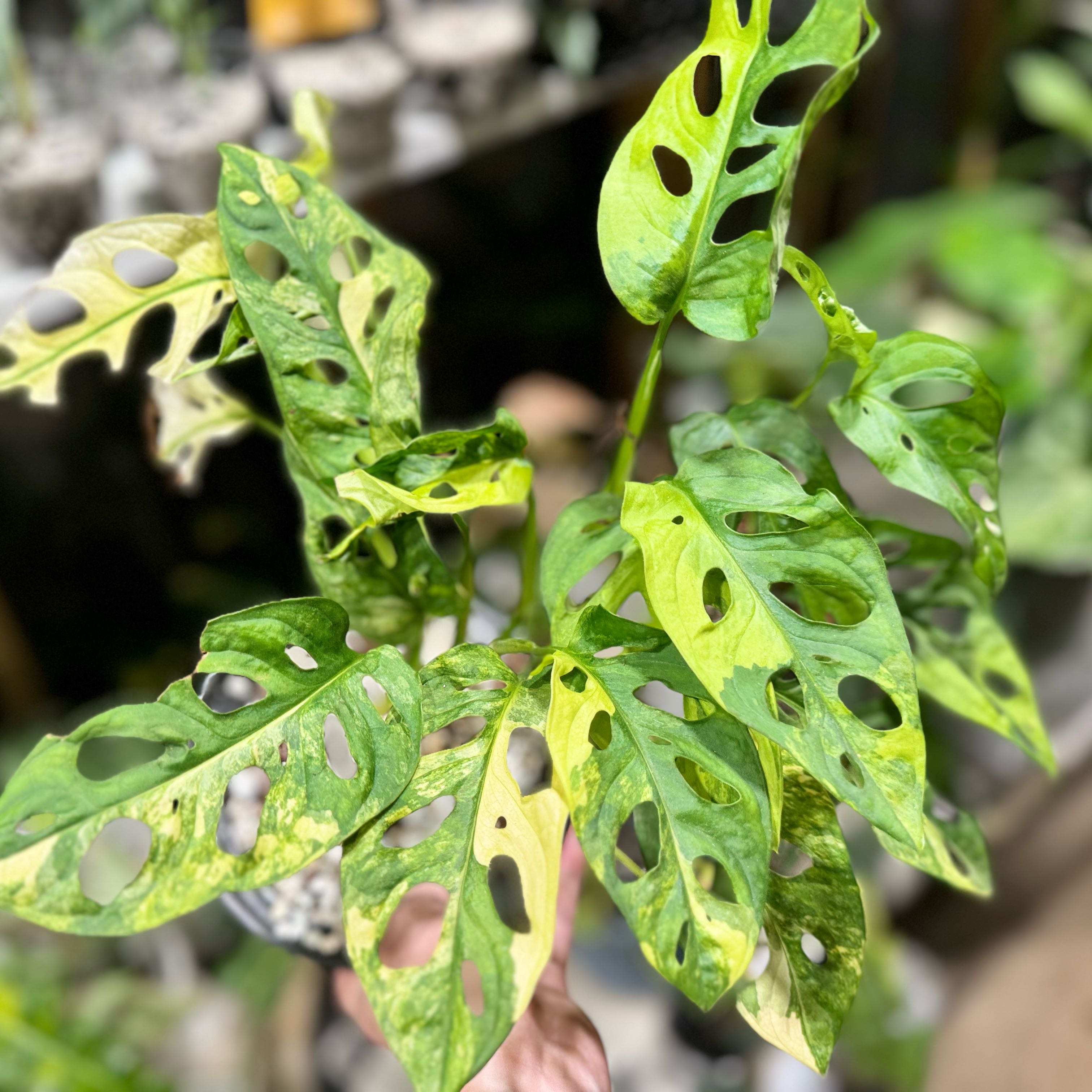 Photo of the plant species Aurea Swiss Cheese Plant by @Propa named Monstera Adansonii Aurea Variegated on Greg, the plant care app
