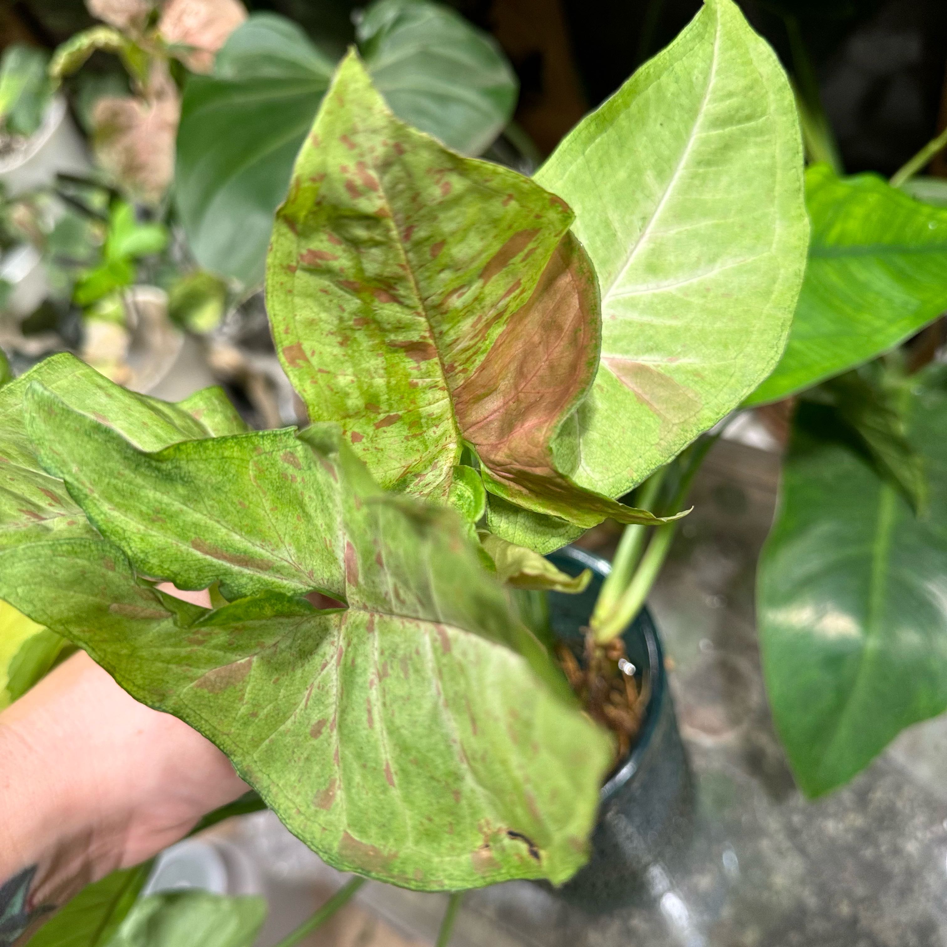 Photo of the plant species Syngonium Confetti Tricolor by @Propa named Syngonium Confetti Tricolor on Greg, the plant care app